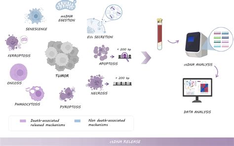 Is Ctdna A Biomarker Genetic Education