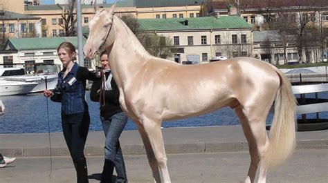 21 Horses With The Most Beautiful & Rare Colors In The World – Page 14 ...