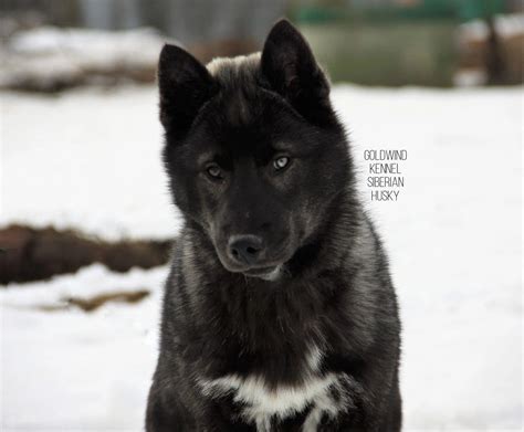 Mostly Black Husky | Сибирский хаски, Собаки, Хаски