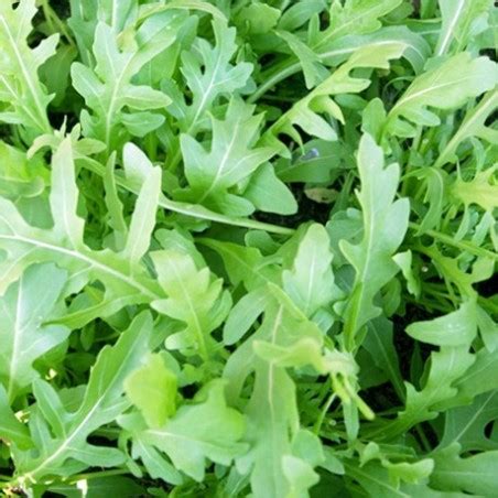 Buy Wild Rocket Seeds - Spicy Leaf Vegetable