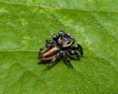 A Male Evarcha Sp Jumping Spider Thailand John Sim Flickr