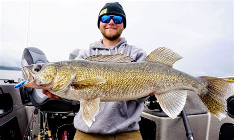 Best Tactics For Fall Walleyes Northland Fishing Tackle