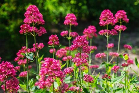 Centranthus Ruber Ostrogowiec Rośliny