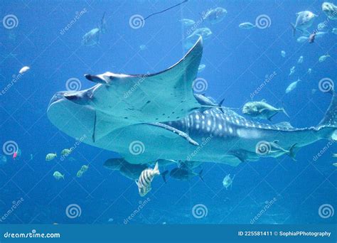 Shark and StingRay stock image. Image of swimming, schools - 225581411