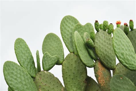 Why Is Your Cactus Turning White