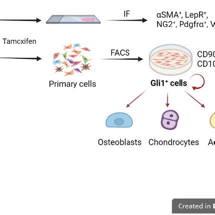 Expression profiles and properties of Gli1 + cells. Gli1 + cells have a ... 