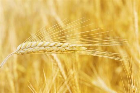 Premium Photo | Wheat field natural summer or autumn background