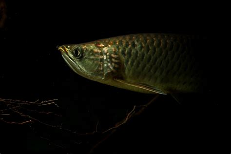 Scleropages Jardinii Juvenile Kulit
