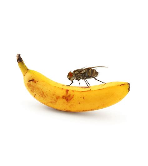 How To Get Rid Of Fruit Flies 6 Ways To Combat Fruit Flies