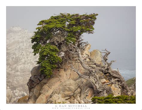 Monterey Cypress Fog G Dan Mitchell Photography