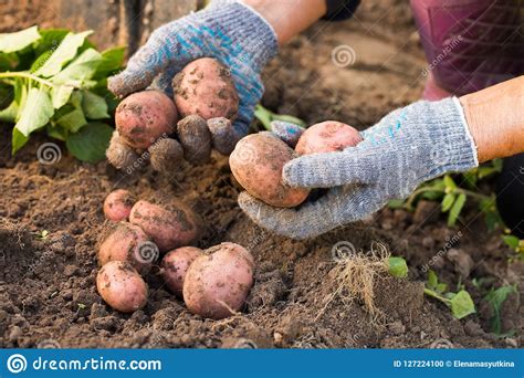 Patatas Rojas Frescas En Las Manos De La Mujer Mayor Cavadas De La