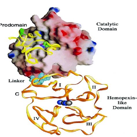 Modes Of Action Of The Matrix Metalloproteinases A MMPs May Affect