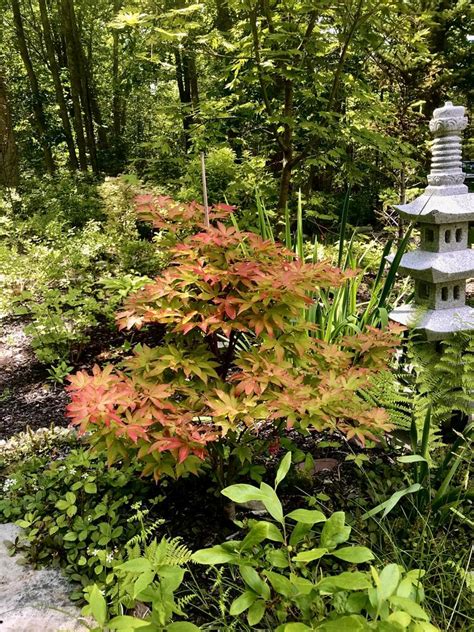 Grandma Ghost Japanese Maple For Sale Conifer Kingdom