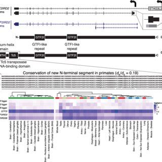 Discovery Of Novel N Terminal Segment DNA Binding Domains For GTF2IRD2