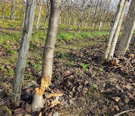 Rekordowe Odszkodowania Za Szkody Wyrz Dzone Przez Bobry