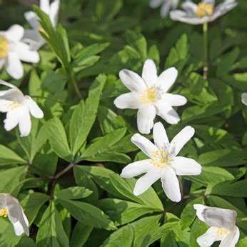 Buschwindröschen Anemone nemorosa Steckbrief Pflanzen Blütezeit