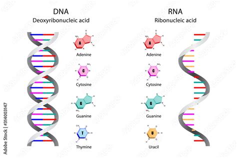 Illustration Of Image Poster Differences In Structure Of Dna And Rna