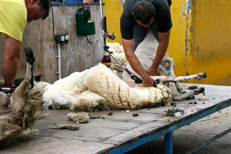 Sheep Shearing...