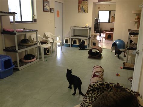 Free roaming cat room | Cat room, Cat sanctuary, Cat shelter