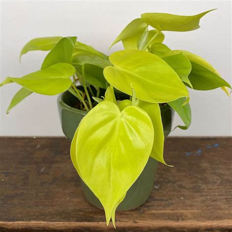 Philodendron Hederaceum Lemon Lime Pot Size 12cm Philodendron