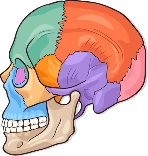 Premium Vector Human Skull Diagram Illustration