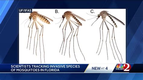 Rising Temperatures In Florida Contribute To Spread Of Invasive