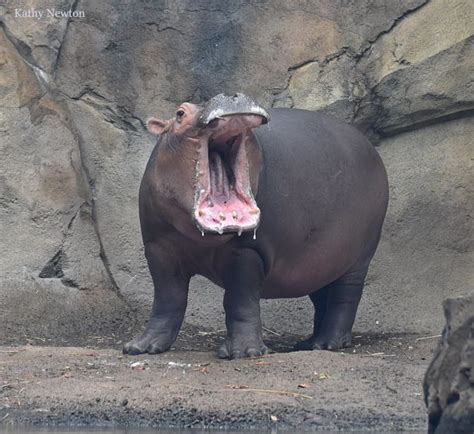 70以上 Fiona The Hippo 202916 Fiona The Hippo Story