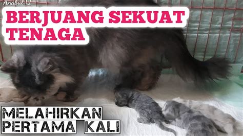 PERJUANGAN KUCING MELAHIRKAN PERTAMA KALI CAT GIVING BIRTH YouTube