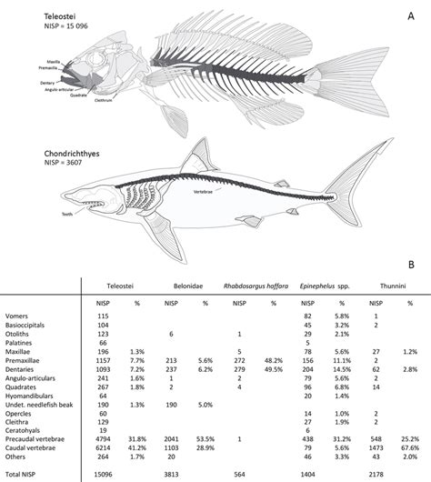 A Anatomical Representation Of The Fish Bones From Delma Bony Fish