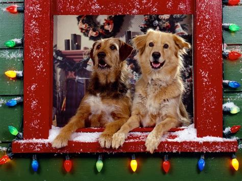 Christmas Pets Christmas Wallpaper 10383772 Fanpop
