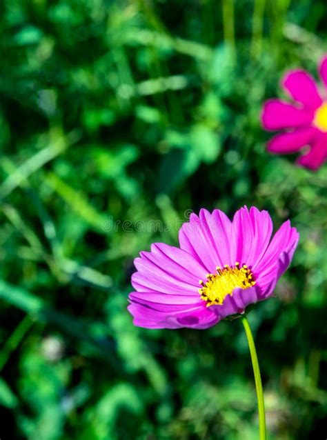 Flores Cor De Rosa Do Cosmos No Campo Floral Imagem De Stock Imagem