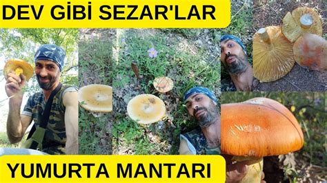 Sezar Mantar Yumurta Mantar Padi Ah Mantar Amanita Caesarea