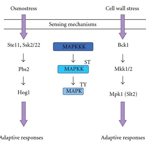 Regulation Of Transcriptional Elongation By Mapk Signalling Pathways Download Scientific