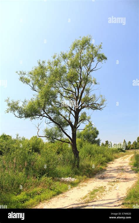 One tree to the trail Stock Photo - Alamy