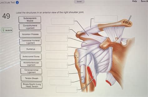 Drag The Labels Onto The Diagram To Identify The Structures And