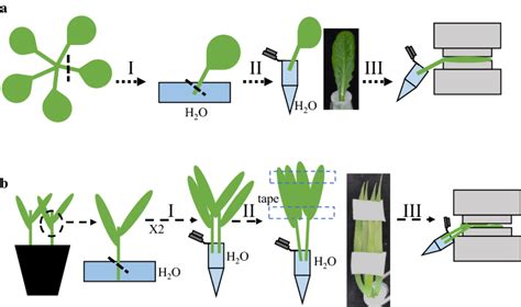 Intact Leaf Gas Exchange Provides A Robust Method For Measuring The