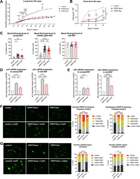 Frontiers Prpf Modulates Morphology And Growth Behavior In A Cell