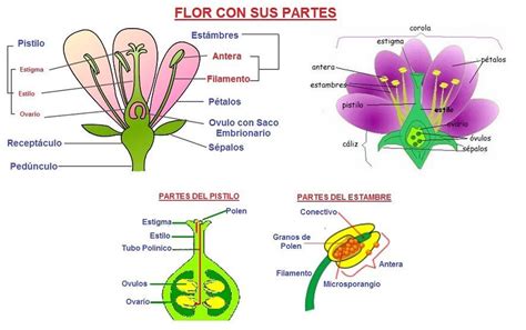 Partes De Una Flor Web Del Maestro