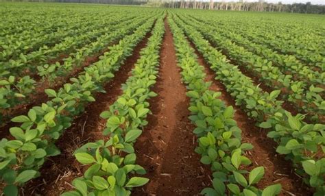 La Siembra De Soja En Brasil Ingresa En La Recta Final Y Explican Por Qué Se Mantiene La