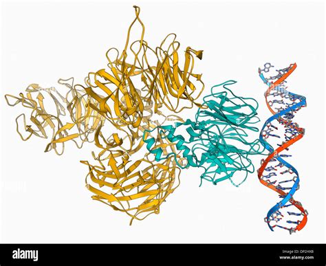 Uv Damaged Dna Binding Protein And Dna Stock Photo Alamy