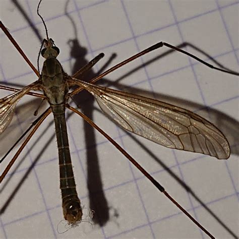 Photo European Crane Fly Tipula Paludosa Observation Org