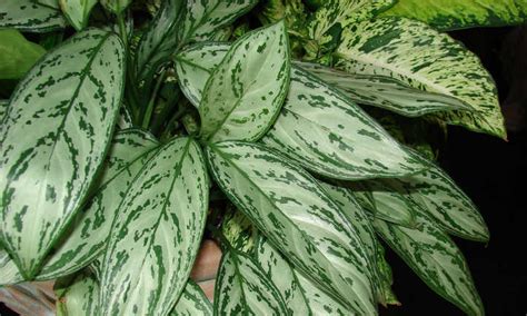 10 Aglaonema Varieties to Look Out For - Epic Gardening