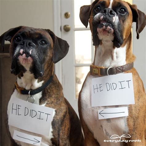 158 best Funny Boxer Dog Pics images on Pinterest | Boxer love, Dogs ...