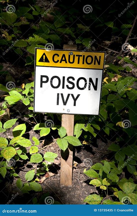 Poison Ivy Stock Image Image Of Nature Ontario Poison 13735435