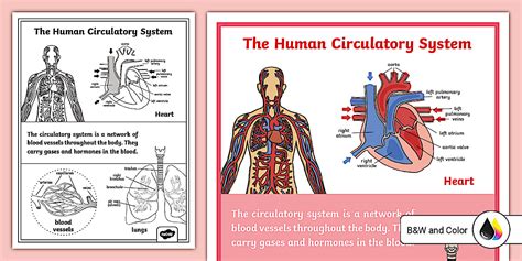 The Human Heart Poster Teacher Made Twinkl
