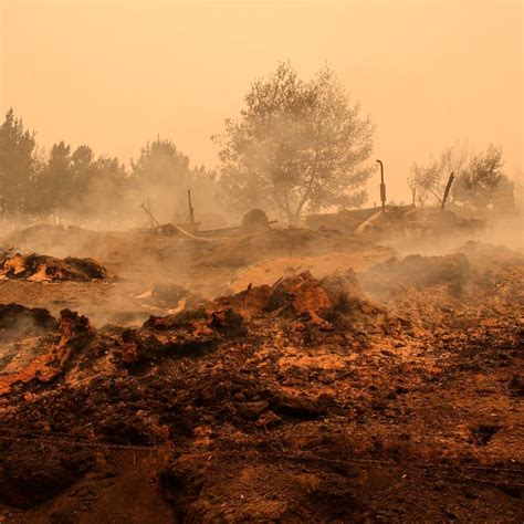 Carabineros Detiene A Haitiano Sospechoso De Iniciar Incendio Forestal