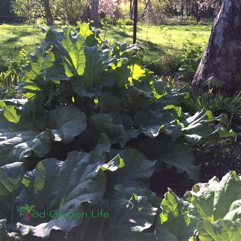 Guide To Fruits And Vegetables That Grow In Shade Food Garden Life