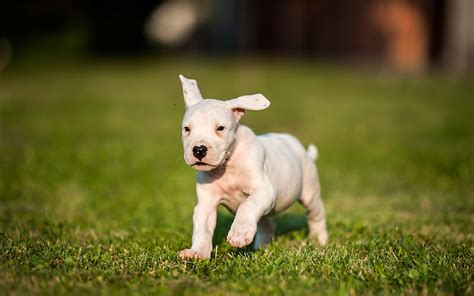 Dogo Argentino Argentinian Mastiff Small White Puppy Cute Little