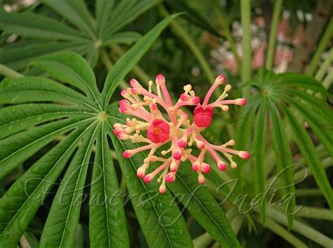 Jatropha Multifida Coral Bush