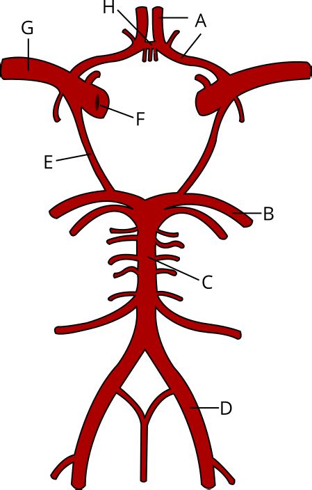 Cerebral Arterial Circle Diagram Quizlet